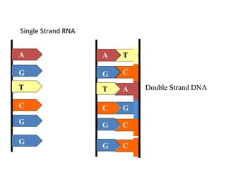 G
G
A
G
T
C
G
G
A
G
T
C
T
C
A
G
C
C
Single Strand RNA
Double Strand DNA
 