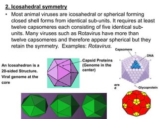 2. Icosahedral symmetry
• Most animal viruses are icosahedral or spherical forming
closed shell forms from identical sub-units. It requires at least
twelve capsomeres each consisting of five identical sub-
units. Many viruses such as Rotavirus have more than
twelve capsomeres and therefore appear spherical but they
retain the symmetry. Examples: Rotavirus.
Capsid Proteins
(Genome in the
center)
An Icosahedron is a
20-sided Structure.
Viral genome at the
core
 