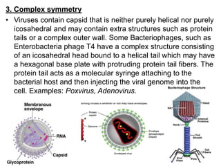 3. Complex symmetry
• Viruses contain capsid that is neither purely helical nor purely
icosahedral and may contain extra structures such as protein
tails or a complex outer wall. Some Bacteriophages, such as
Enterobacteria phage T4 have a complex structure consisting
of an icosahedral head bound to a helical tail which may have
a hexagonal base plate with protruding protein tail fibers. The
protein tail acts as a molecular syringe attaching to the
bacterial host and then injecting the viral genome into the
cell. Examples: Poxvirus, Adenovirus.
 