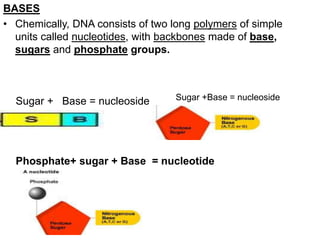 BASES
• Chemically, DNA consists of two long polymers of simple
units called nucleotides, with backbones made of base,
sugars and phosphate groups.
Sugar +Base = nucleoside
Phosphate+ sugar + Base = nucleotide
Sugar + Base = nucleoside
 