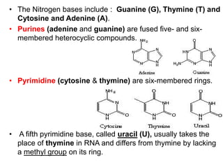 • The Nitrogen bases include : Guanine (G), Thymine (T) and
Cytosine and Adenine (A).
• Purines (adenine and guanine) are fused five- and six-
membered heterocyclic compounds.
• Pyrimidine (cytosine & thymine) are six-membered rings.
• A fifth pyrimidine base, called uracil (U), usually takes the
place of thymine in RNA and differs from thymine by lacking
a methyl group on its ring.
 