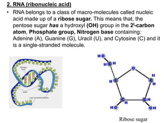 2. RNA (ribonucleic acid)
• RNA belongs to a class of macro-molecules called nucleic
acid made up of a ribose sugar. This means that, the
pentose sugar has a hydroxyl (OH) group in the 2I-carbon
atom, Phosphate group, Nitrogen base containing:
Adenine (A), Guanine (G), Uracil (U), and Cytosine (C) and it
is a single-stranded molecule.
Ribose sugar
 