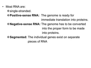 • Most RNA are:
single-stranded.
Positive-sense RNA: The genome is ready for
immediate translation into proteins.
Negative-sense RNA: The genome has to be converted
into the proper form to be made
into proteins.
Segmented: The individual genes exist on separate
pieces of RNA
 
