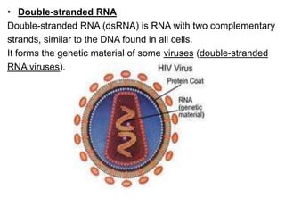 • Double-stranded RNA
Double-stranded RNA (dsRNA) is RNA with two complementary
strands, similar to the DNA found in all cells.
It forms the genetic material of some viruses (double-stranded
RNA viruses).
 