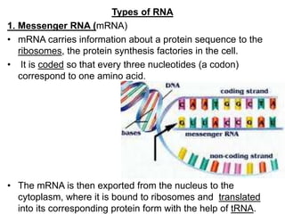 Types of RNA
1. Messenger RNA (mRNA)
• mRNA carries information about a protein sequence to the
ribosomes, the protein synthesis factories in the cell.
• It is coded so that every three nucleotides (a codon)
correspond to one amino acid.
• The mRNA is then exported from the nucleus to the
cytoplasm, where it is bound to ribosomes and translated
into its corresponding protein form with the help of tRNA.
 