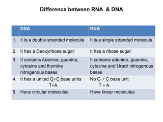 Difference between RNA & DNA
DNA RNA
1. It is a double stranded molecule It is a single stranded molecule
2. It has a Deoxyribose sugar It has a ribose sugar
3. It contains Adenine, guanine,
cytosine and thymine
nitrogenous bases
It contains adenine, guanine,
cytosine and Uracil nitrogenous
bases
4. It has a united G+C base units
T+A
No G + C base unit
T + A
5. Have circular molecules Have linear molecules
 