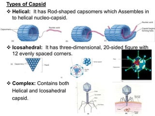 Types of Capsid
 Helical: It has Rod-shaped capsomers which Assembles in
to helical nucleo-capsid.
 Icosahedral: It has three-dimensional, 20-sided figure with
12 evenly spaced corners.
 Complex: Contains both
Helical and Icosahedral
capsid.
 