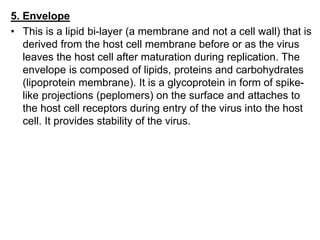 5. Envelope
• This is a lipid bi-layer (a membrane and not a cell wall) that is
derived from the host cell membrane before or as the virus
leaves the host cell after maturation during replication. The
envelope is composed of lipids, proteins and carbohydrates
(lipoprotein membrane). It is a glycoprotein in form of spike-
like projections (peplomers) on the surface and attaches to
the host cell receptors during entry of the virus into the host
cell. It provides stability of the virus.
 