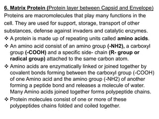 6. Matrix Protein (Protein layer between Capsid and Envelope)
Proteins are macromolecules that play many functions in the
cell. They are used for support, storage, transport of other
substances, defense against invaders and catalytic enzymes.
 A protein is made up of repeating units called amino acids.
 An amino acid consist of an amino group (-NH2), a carboxyl
group (-COOH) and a specific side- chain (R- group or
radical group) attached to the same carbon atom.
 Amino acids are enzymatically linked or joined together by
covalent bonds forming between the carboxyl group (-COOH)
of one Amino acid and the amino group (-NH2) of another
forming a peptide bond and releases a molecule of water.
Many Amino acids joined together forms polypeptide chains.
 Protein molecules consist of one or more of these
polypeptides chains folded and coiled together.
 