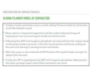 CONTRACTION OF CARDIAC MUSCLE
SLIDING FILAMENT MODEL OF CONTRACTION
‣ Cardiac muscle contraction occurs via the sliding filament model of contraction,
much like skeletal muscle
‣ Once calcium is bound to troponin-C and the conformational change of
tropomyosin has occurred myosin heads can bind to actin
‣ Following this ADP and inorganic phosphate are released from the myosin head
so the power stroke can occur, in this the myosin pivots and bends, pulling on
the actin and moving it, causing muscle contraction
‣ After this occurs a new molecule of ATP binds to the myosin head, causing it to
detach from the actin
‣ Finally, the ATP is hydrolyzed into ADP and inorganic phosphate, following this
the cycle can begin again and further contraction can occur
 