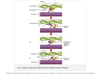 https://teachmephysiology.com/cardiovascular-system/cardiac-muscle/cardiac-muscle-contraction/
 