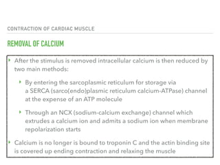 CONTRACTION OF CARDIAC MUSCLE
REMOVAL OF CALCIUM
‣ After the stimulus is removed intracellular calcium is then reduced by
two main methods:
‣ By entering the sarcoplasmic reticulum for storage via
a SERCA (sarco(endo)plasmic reticulum calcium-ATPase) channel
at the expense of an ATP molecule
‣ Through an NCX (sodium-calcium exchange) channel which
extrudes a calcium ion and admits a sodium ion when membrane
repolarization starts
‣ Calcium is no longer is bound to troponin C and the actin binding site
is covered up ending contraction and relaxing the muscle
 