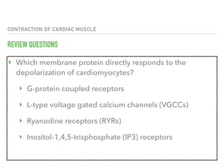 CONTRACTION OF CARDIAC MUSCLE
REVIEW QUESTIONS
‣ Which membrane protein directly responds to the
depolarization of cardiomyocytes?
‣ G-protein coupled receptors
‣ L-type voltage gated calcium channels (VGCCs)
‣ Ryanodine receptors (RYRs)
‣ Inositol-1,4,5-trisphosphate (IP3) receptors
 