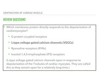CONTRACTION OF CARDIAC MUSCLE
REVIEW QUESTIONS
‣ Which membrane protein directly responds to the depolarization of
cardiomyocytes?
‣ G-protein coupled receptors
‣ L-type voltage gated calcium channels (VGCCs)
‣ Ryanodine receptors (RYRs)
‣ Inositol-1,4,5-trisphosphate (IP3) receptors
(L-type voltage gated calcium channels open in response to
depolarization of the T-tubules of cardiac myocytes. They are called
this as they remain open for a relatively long time.)
 