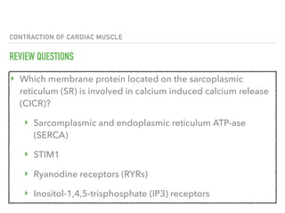 CONTRACTION OF CARDIAC MUSCLE
REVIEW QUESTIONS
‣ Which membrane protein located on the sarcoplasmic
reticulum (SR) is involved in calcium induced calcium release
(CICR)?
‣ Sarcomplasmic and endoplasmic reticulum ATP-ase
(SERCA)
‣ STIM1
‣ Ryanodine receptors (RYRs)
‣ Inositol-1,4,5-trisphosphate (IP3) receptors
 