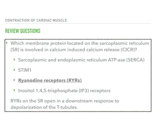CONTRACTION OF CARDIAC MUSCLE
REVIEW QUESTIONS
‣ Which membrane protein located on the sarcoplasmic reticulum
(SR) is involved in calcium induced calcium release (CICR)?
‣ Sarcoplasmic and endoplasmic reticulum ATP-ase (SERCA)
‣ STIM1
‣ Ryanodine receptors (RYRs)
‣ Inositol-1,4,5-trisphosphate (IP3) receptors
RYRs on the SR open in a downstream response to
depolarization of the T-tubules.
 
