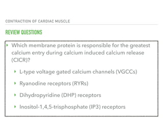 CONTRACTION OF CARDIAC MUSCLE
REVIEW QUESTIONS
‣ Which membrane protein is responsible for the greatest
calcium entry during calcium induced calcium release
(CICR)?
‣ L-type voltage gated calcium channels (VGCCs)
‣ Ryanodine receptors (RYRs)
‣ Dihydropyridine (DHP) receptors
‣ Inositol-1,4,5-trisphosphate (IP3) receptors
 