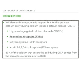 CONTRACTION OF CARDIAC MUSCLE
REVIEW QUESTIONS
‣ Which membrane protein is responsible for the greatest
calcium entry during calcium induced calcium release (CICR)?
‣ L-type voltage gated calcium channels (VGCCs)
‣ Ryanodine receptors (RYRs)
‣ Dihydropyridine (DHP) receptors
‣ Inositol-1,4,5-trisphosphate (IP3) receptors
80% of the calcium that enters the cell during CICR comes from
the sarcoplasmic reticulum via RYRs
 