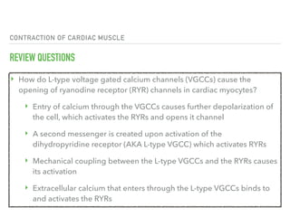 CONTRACTION OF CARDIAC MUSCLE
REVIEW QUESTIONS
‣ How do L-type voltage gated calcium channels (VGCCs) cause the
opening of ryanodine receptor (RYR) channels in cardiac myocytes?
‣ Entry of calcium through the VGCCs causes further depolarization of
the cell, which activates the RYRs and opens it channel
‣ A second messenger is created upon activation of the
dihydropyridine receptor (AKA L-type VGCC) which activates RYRs
‣ Mechanical coupling between the L-type VGCCs and the RYRs causes
its activation
‣ Extracellular calcium that enters through the L-type VGCCs binds to
and activates the RYRs
 