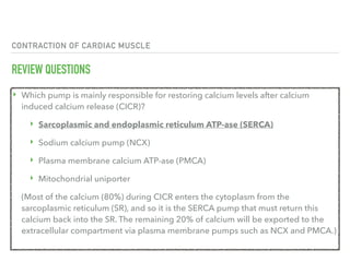 CONTRACTION OF CARDIAC MUSCLE
REVIEW QUESTIONS
‣ Which pump is mainly responsible for restoring calcium levels after calcium
induced calcium release (CICR)?
‣ Sarcoplasmic and endoplasmic reticulum ATP-ase (SERCA)
‣ Sodium calcium pump (NCX)
‣ Plasma membrane calcium ATP-ase (PMCA)
‣ Mitochondrial uniporter
(Most of the calcium (80%) during CICR enters the cytoplasm from the
sarcoplasmic reticulum (SR), and so it is the SERCA pump that must return this
calcium back into the SR. The remaining 20% of calcium will be exported to the
extracellular compartment via plasma membrane pumps such as NCX and PMCA.)
 