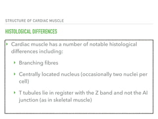STRUCTURE OF CARDIAC MUSCLE
HISTOLOGICAL DIFFERENCES
‣ Cardiac muscle has a number of notable histological
differences including:
‣ Branching fibres
‣ Centrally located nucleus (occasionally two nuclei per
cell)
‣ T tubules lie in register with the Z band and not the AI
junction (as in skeletal muscle)
 