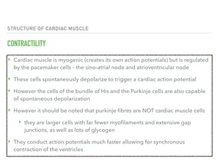 STRUCTURE OF CARDIAC MUSCLE
CONTRACTILITY
‣ Cardiac muscle is myogenic (creates its own action potentials) but is regulated
by the pacemaker cells – the sino-atrial node and atrioventricular node
‣ These cells spontaneously depolarize to trigger a cardiac action potential
‣ However the cells of the bundle of His and the Purkinje cells are also capable
of spontaneous depolarization
‣ However it should be noted that purkinje fibres are NOT cardiac muscle cells
‣ they are larger cells with far fewer myofilaments and extensive gap
junctions, as well as lots of glycogen
‣ They conduct action potentials much faster allowing for synchronous
contraction of the ventricles
 