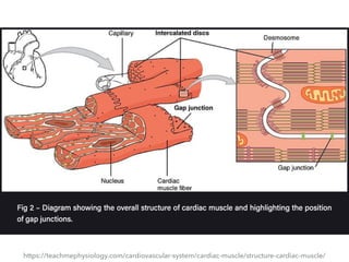 https://teachmephysiology.com/cardiovascular-system/cardiac-muscle/structure-cardiac-muscle/
 