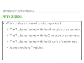 STRUCTURE OF CARDIAC MUSCLE
REVIEW QUESTIONS
‣ Which of these is true of cardiac myocytes?
‣ The T tubules line up with the AI junction of sarcomeres
‣ The T tubules line up with the Z junction of sarcomeres
‣ The T tubules line up with the M band of sarcomeres
‣ It does not have T tubules
 
