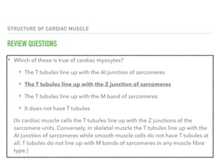STRUCTURE OF CARDIAC MUSCLE
REVIEW QUESTIONS
‣ Which of these is true of cardiac myocytes?
‣ The T tubules line up with the AI junction of sarcomeres
‣ The T tubules line up with the Z junction of sarcomeres
‣ The T tubules line up with the M band of sarcomeres
‣ It does not have T tubules
(In cardiac muscle cells the T tubules line up with the Z junctions of the
sarcomere units. Conversely, in skeletal muscle the T tubules line up with the
AI junction of sarcomeres while smooth muscle cells do not have T tubules at
all. T tubules do not line up with M bands of sarcomeres in any muscle fibre
type.)
 