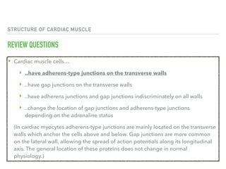 STRUCTURE OF CARDIAC MUSCLE
REVIEW QUESTIONS
‣ Cardiac muscle cells…
‣ ..have adherens-type junctions on the transverse walls
‣ ..have gap junctions on the transverse walls
‣ ..have adherens junctions and gap junctions indiscriminately on all walls
‣ ..change the location of gap junctions and adherens-type junctions
depending on the adrenaline status
(In cardiac myocytes adherens-type junctions are mainly located on the transverse
walls which anchor the cells above and below. Gap junctions are more common
on the lateral wall, allowing the spread of action potentials along its longitudinal
axis. The general location of these proteins does not change in normal
physiology.)
 