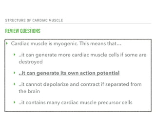 STRUCTURE OF CARDIAC MUSCLE
REVIEW QUESTIONS
‣ Cardiac muscle is myogenic. This means that…
‣ ..it can generate more cardiac muscle cells if some are
destroyed
‣ ..it can generate its own action potential
‣ ..it cannot depolarize and contract if separated from
the brain
‣ ..it contains many cardiac muscle precursor cells
 
