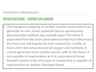STRUCTURE OF CARDIAC MUSCLE
REVIEW QUESTIONS - FURTHER EXPLANATION
‣ The myogenic property of cardiac muscle means that it can
generate its own action potential due to spontaneous
depolarization without any outside input. Therefore if
separated from the brain (and external electrical influences)
the heart can still depolarize and contract for a while, at
least until it becomes starved of oxygen and nutrients. It
cannot generate more cardiac muscle cells as this tissue is
not capable of regeneration as it is a permanent tissue.
Smooth muscle is the only type of muscle that is capable of
regeneration to replace damaged tissue.
 