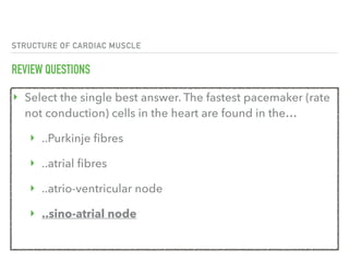 STRUCTURE OF CARDIAC MUSCLE
REVIEW QUESTIONS
‣ Select the single best answer. The fastest pacemaker (rate
not conduction) cells in the heart are found in the…
‣ ..Purkinje fibres
‣ ..atrial fibres
‣ ..atrio-ventricular node
‣ ..sino-atrial node
 