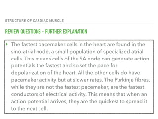 STRUCTURE OF CARDIAC MUSCLE
REVIEW QUESTIONS - FURTHER EXPLANATION
‣ The fastest pacemaker cells in the heart are found in the
sino-atrial node, a small population of specialized atrial
cells. This means cells of the SA node can generate action
potentials the fastest and so set the pace for
depolarization of the heart. All the other cells do have
pacemaker activity but at slower rates. The Purkinje fibres,
while they are not the fastest pacemaker, are the fastest
conductors of electrical activity. This means that when an
action potential arrives, they are the quickest to spread it
to the next cell.
 