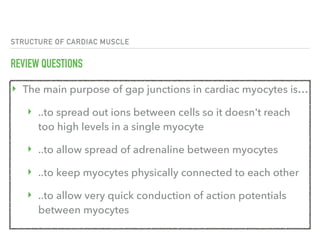 STRUCTURE OF CARDIAC MUSCLE
REVIEW QUESTIONS
‣ The main purpose of gap junctions in cardiac myocytes is…
‣ ..to spread out ions between cells so it doesn't reach
too high levels in a single myocyte
‣ ..to allow spread of adrenaline between myocytes
‣ ..to keep myocytes physically connected to each other
‣ ..to allow very quick conduction of action potentials
between myocytes
 