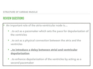 STRUCTURE OF CARDIAC MUSCLE
REVIEW QUESTIONS
‣ An important role of the atrio-ventricular node is…
‣ ..to act as a pacemaker which sets the pace for depolarization of
the ventricles
‣ ..to act as a physical connection between the atria and the
ventricles
‣ ..to introduce a delay between atrial and ventricular
depolarization
‣ ..to enhance depolarization of the ventricles by acting as a
second pacemaker
 