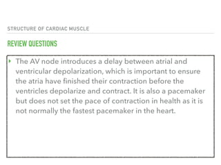 STRUCTURE OF CARDIAC MUSCLE
REVIEW QUESTIONS
‣ The AV node introduces a delay between atrial and
ventricular depolarization, which is important to ensure
the atria have finished their contraction before the
ventricles depolarize and contract. It is also a pacemaker
but does not set the pace of contraction in health as it is
not normally the fastest pacemaker in the heart.
 