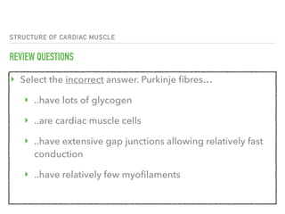 STRUCTURE OF CARDIAC MUSCLE
REVIEW QUESTIONS
‣ Select the incorrect answer. Purkinje fibres…
‣ ..have lots of glycogen
‣ ..are cardiac muscle cells
‣ ..have extensive gap junctions allowing relatively fast
conduction
‣ ..have relatively few myofilaments
 