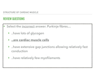 STRUCTURE OF CARDIAC MUSCLE
REVIEW QUESTIONS
‣ Select the incorrect answer. Purkinje fibres…
‣ ..have lots of glycogen
‣ ..are cardiac muscle cells
‣ ..have extensive gap junctions allowing relatively fast
conduction
‣ ..have relatively few myofilaments
 