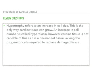 STRUCTURE OF CARDIAC MUSCLE
REVIEW QUESTIONS
‣ Hypertrophy refers to an increase in cell size. This is the
only way cardiac tissue can grow. An increase in cell
number is called hyperplasia, however cardiac tissue is not
capable of this as it is a permanent tissue lacking the
progenitor cells required to replace damaged tissue.
 