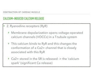 CONTRACTION OF CARDIAC MUSCLE
CALCIUM-INDUCED CALCIUM RELEASE
‣ 2. Ryanodine receptors (RyR)
‣ Membrane depolarization opens voltage-operated
calcium channels (VOCCs) in a T-tubule system
‣ This calcium binds to RyR and this changes the
conformation of a Ca2+ channel that is closely
associated with this RyR
‣ Ca2+ stored in the SR is released -> the ‘calcium
spark’ (significant Ca release)
 