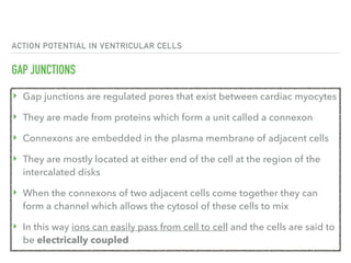 ACTION POTENTIAL IN VENTRICULAR CELLS
GAP JUNCTIONS
‣ Gap junctions are regulated pores that exist between cardiac myocytes
‣ They are made from proteins which form a unit called a connexon
‣ Connexons are embedded in the plasma membrane of adjacent cells
‣ They are mostly located at either end of the cell at the region of the
intercalated disks
‣ When the connexons of two adjacent cells come together they can
form a channel which allows the cytosol of these cells to mix
‣ In this way ions can easily pass from cell to cell and the cells are said to
be electrically coupled
 
