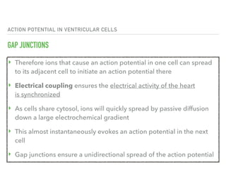 ACTION POTENTIAL IN VENTRICULAR CELLS
GAP JUNCTIONS
‣ Therefore ions that cause an action potential in one cell can spread
to its adjacent cell to initiate an action potential there
‣ Electrical coupling ensures the electrical activity of the heart
is synchronized
‣ As cells share cytosol, ions will quickly spread by passive diffusion
down a large electrochemical gradient
‣ This almost instantaneously evokes an action potential in the next
cell
‣ Gap junctions ensure a unidirectional spread of the action potential
 