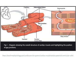 https://teachmephysiology.com/cardiovascular-system/cardiac-muscle/action-potential-ventricular-cells/
 