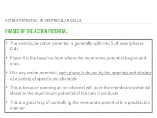ACTION POTENTIAL IN VENTRICULAR CELLS
PHASES OF THE ACTION POTENTIAL
‣ The ventricular action potential is generally split into 5 phases (phases
0-4)
‣ Phase 4 is the baseline from where the membrane potential begins and
ends
‣ Like any action potential, each phase is driven by the opening and closing
of a variety of specific ion channels
‣ This is because opening an ion channel will push the membrane potential
closer to the equilibrium potential of the ions it conducts
‣ This is a great way of controlling the membrane potential in a predictable
manner
 