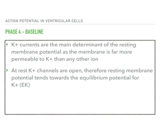 ACTION POTENTIAL IN VENTRICULAR CELLS
PHASE 4 - BASELINE
‣ K+ currents are the main determinant of the resting
membrane potential as the membrane is far more
permeable to K+ than any other ion
‣ At rest K+ channels are open, therefore resting membrane
potential tends towards the equilibrium potential for
K+ (EK)
 