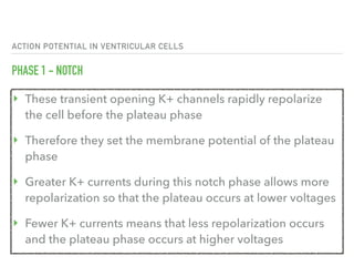 ACTION POTENTIAL IN VENTRICULAR CELLS
PHASE 1 - NOTCH
‣ These transient opening K+ channels rapidly repolarize 
the cell before the plateau phase
‣ Therefore they set the membrane potential of the plateau
phase
‣ Greater K+ currents during this notch phase allows more
repolarization so that the plateau occurs at lower voltages
‣ Fewer K+ currents means that less repolarization occurs
and the plateau phase occurs at higher voltages
 