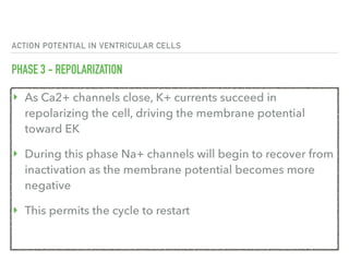 ACTION POTENTIAL IN VENTRICULAR CELLS
PHASE 3 - REPOLARIZATION
‣ As Ca2+ channels close, K+ currents succeed in
repolarizing the cell, driving the membrane potential
toward EK
‣ During this phase Na+ channels will begin to recover from
inactivation as the membrane potential becomes more
negative
‣ This permits the cycle to restart
 