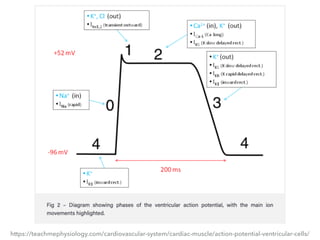 https://teachmephysiology.com/cardiovascular-system/cardiac-muscle/action-potential-ventricular-cells/
 