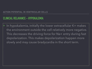 ACTION POTENTIAL IN VENTRICULAR CELLS
CLINICAL RELAVANCE - HYPOKALEMIA
‣ In hypokalemia, initially the lower extracellular K+ makes
the environment outside the cell relatively more negative.
This decreases the driving force for Na+ entry during fast
depolarization. This makes depolarization happen more
slowly and may cause bradycardia in the short term.
 